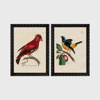Set of 2 framed prints, antique naturalist bird illustrations: a red chatterer perched on a branch; and a blue and yellow manakin on a fruiting branch — unframed
