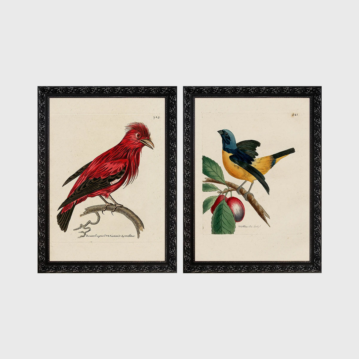 Set of 2 framed prints, antique naturalist bird illustrations: a red chatterer perched on a branch; and a blue and yellow manakin on a fruiting branch — unframed