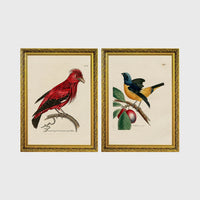 Set of 2 framed prints, antique naturalist bird illustrations: a red chatterer perched on a branch; and a blue and yellow manakin on a fruiting branch — unframed