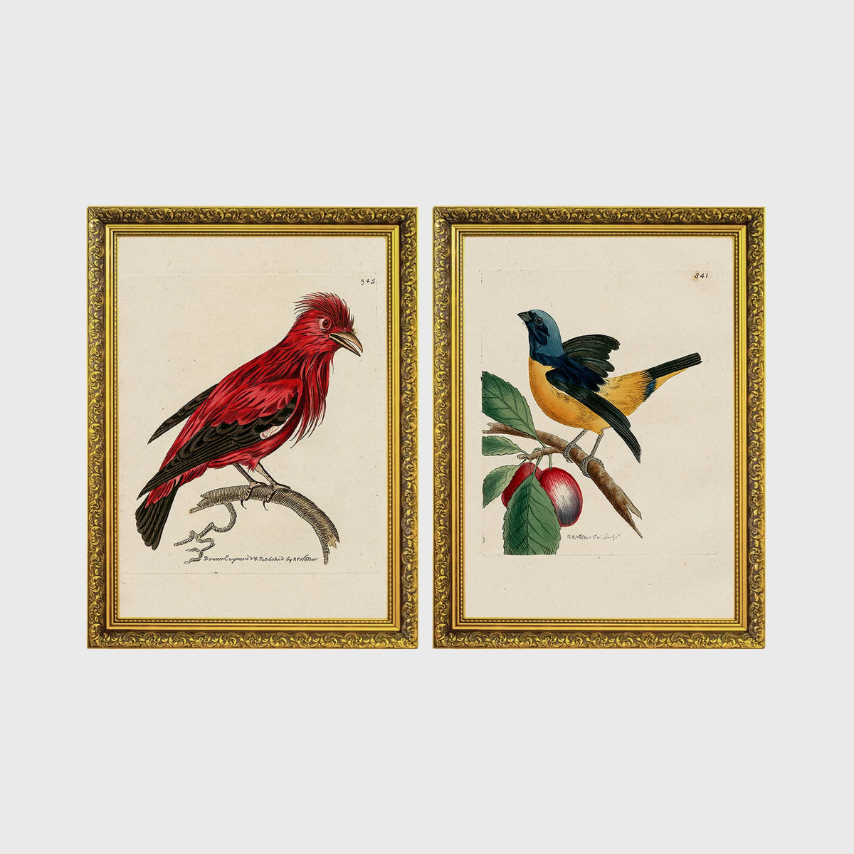Set of 2 framed prints, antique naturalist bird illustrations: a red chatterer perched on a branch; and a blue and yellow manakin on a fruiting branch — unframed