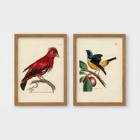 Set of 2 framed prints, antique naturalist bird illustrations: a red chatterer perched on a branch; and a blue and yellow manakin on a fruiting branch — unframed