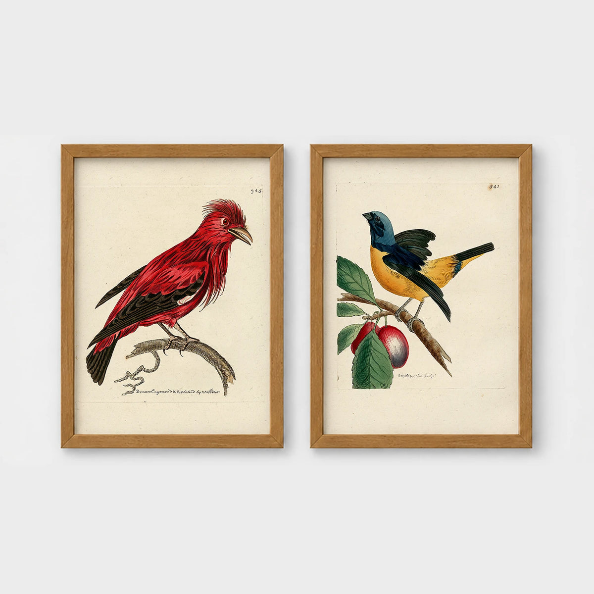 Set of 2 framed prints, antique naturalist bird illustrations: a red chatterer perched on a branch; and a blue and yellow manakin on a fruiting branch — unframed