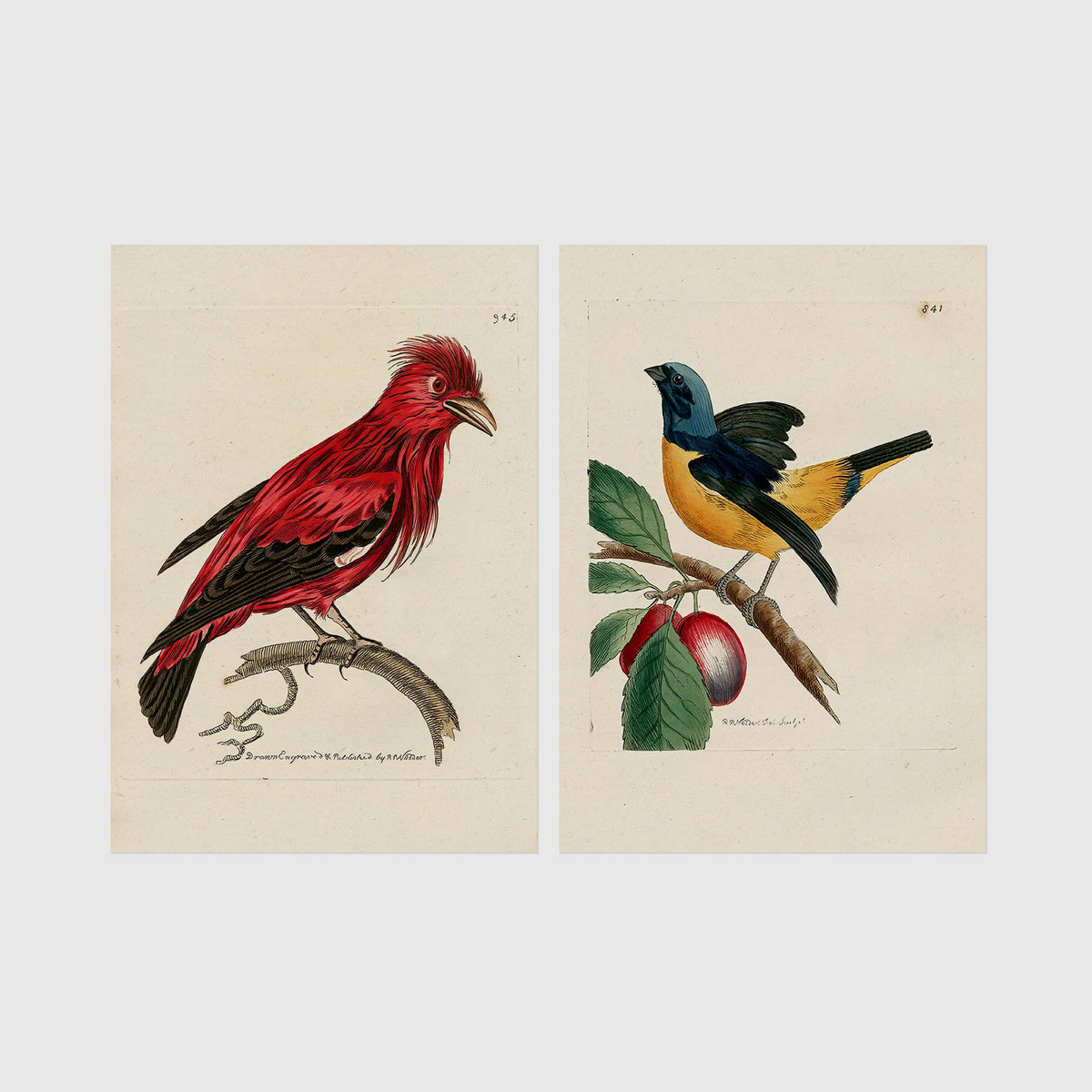 Set of 2 framed prints, antique naturalist bird illustrations: a red chatterer perched on a branch; and a blue and yellow manakin on a fruiting branch — unframed