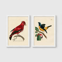 Set of 2 framed prints, antique naturalist bird illustrations: a red chatterer perched on a branch; and a blue and yellow manakin on a fruiting branch — unframed