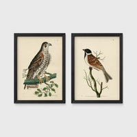 Set of 2 framed prints, antique naturalist bird illustrations: a spotted falcon perched on a branch; and a grossbeak perched on a bare branch — unframed