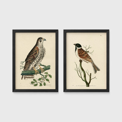 Set of 2 framed prints, antique naturalist bird illustrations: a spotted falcon perched on a branch; and a grossbeak perched on a bare branch — unframed