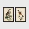 Set of 2 framed prints, antique naturalist bird illustrations: a spotted falcon perched on a branch; and a grossbeak perched on a bare branch — unframed