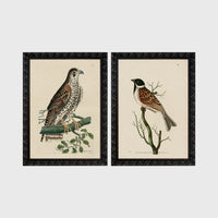 Set of 2 framed prints, antique naturalist bird illustrations: a spotted falcon perched on a branch; and a grossbeak perched on a bare branch — unframed