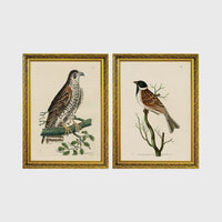 Set of 2 framed prints, antique naturalist bird illustrations: a spotted falcon perched on a branch; and a grossbeak perched on a bare branch — unframed