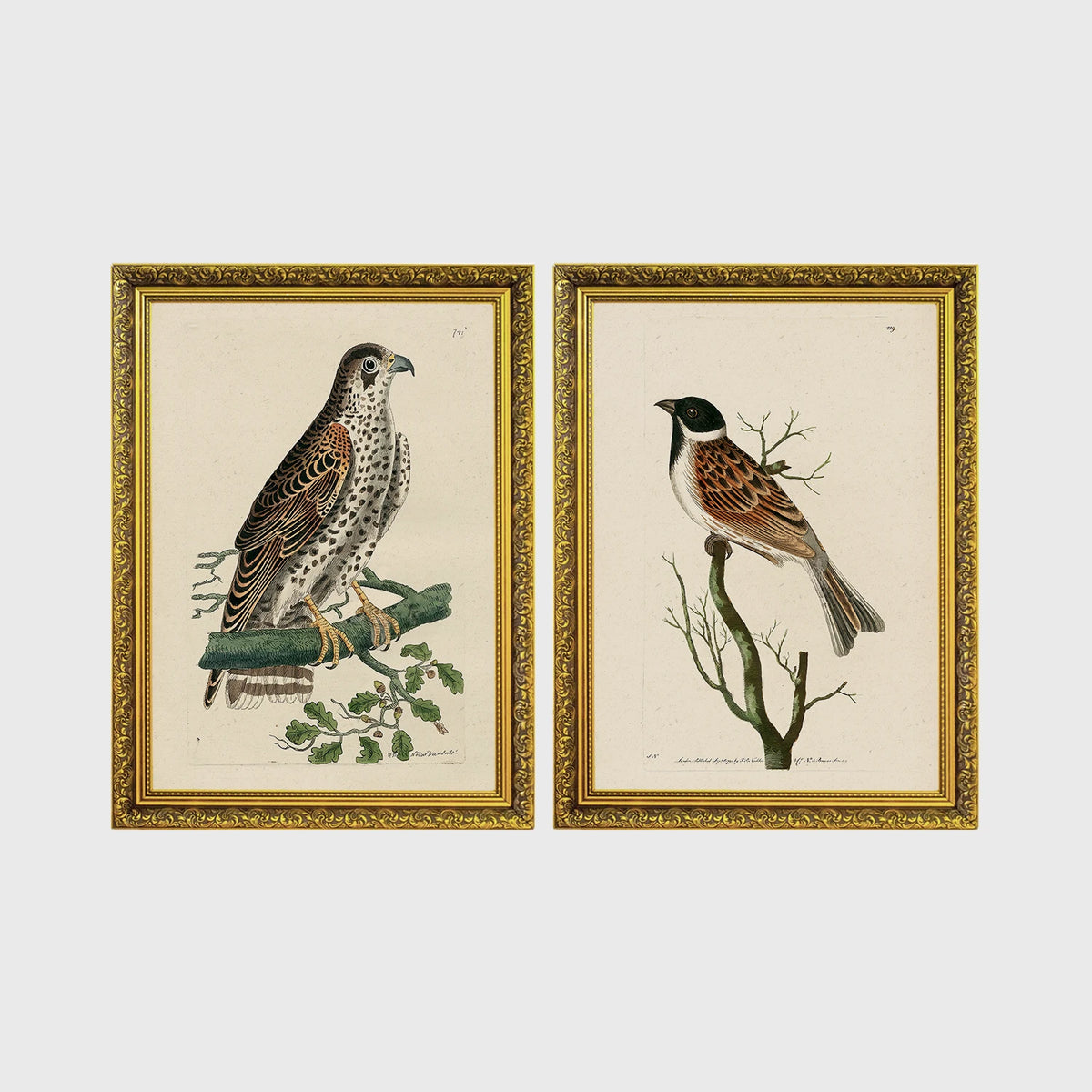 Set of 2 framed prints, antique naturalist bird illustrations: a spotted falcon perched on a branch; and a grossbeak perched on a bare branch — unframed