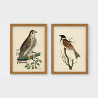 Set of 2 framed prints, antique naturalist bird illustrations: a spotted falcon perched on a branch; and a grossbeak perched on a bare branch — unframed