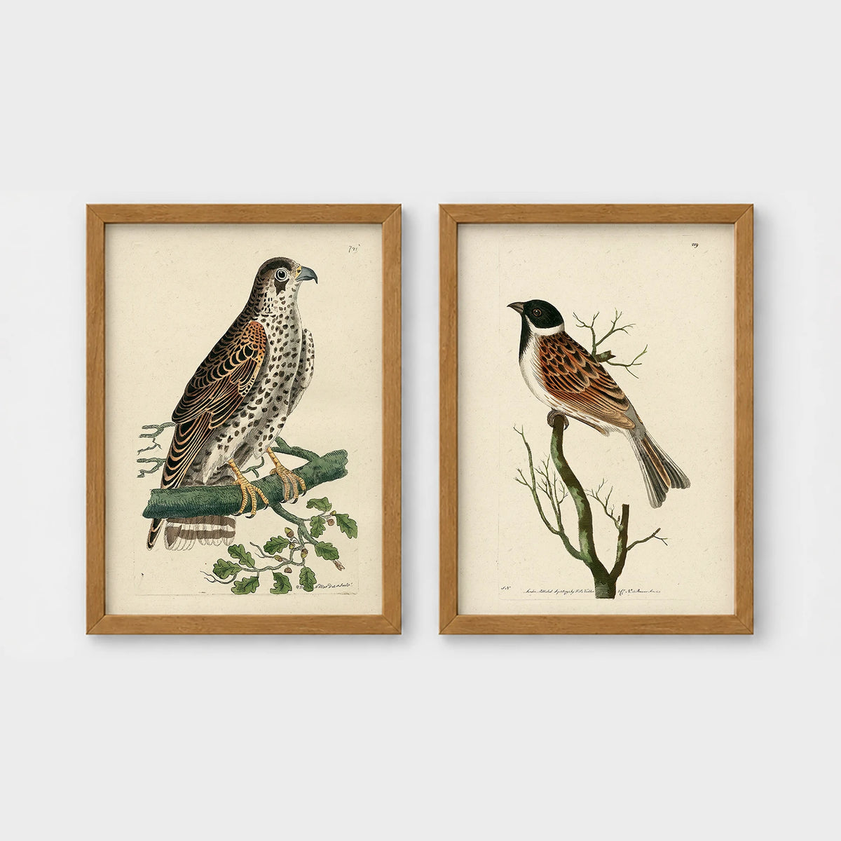 Set of 2 framed prints, antique naturalist bird illustrations: a spotted falcon perched on a branch; and a grossbeak perched on a bare branch — unframed