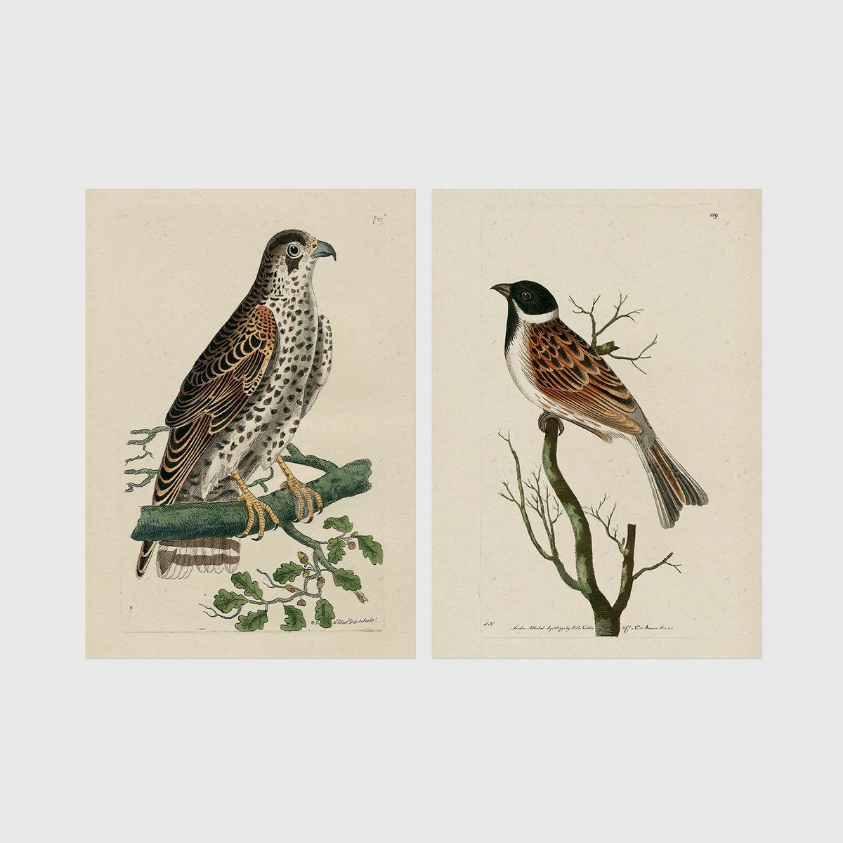 Set of 2 framed prints, antique naturalist bird illustrations: a spotted falcon perched on a branch; and a grossbeak perched on a bare branch — unframed