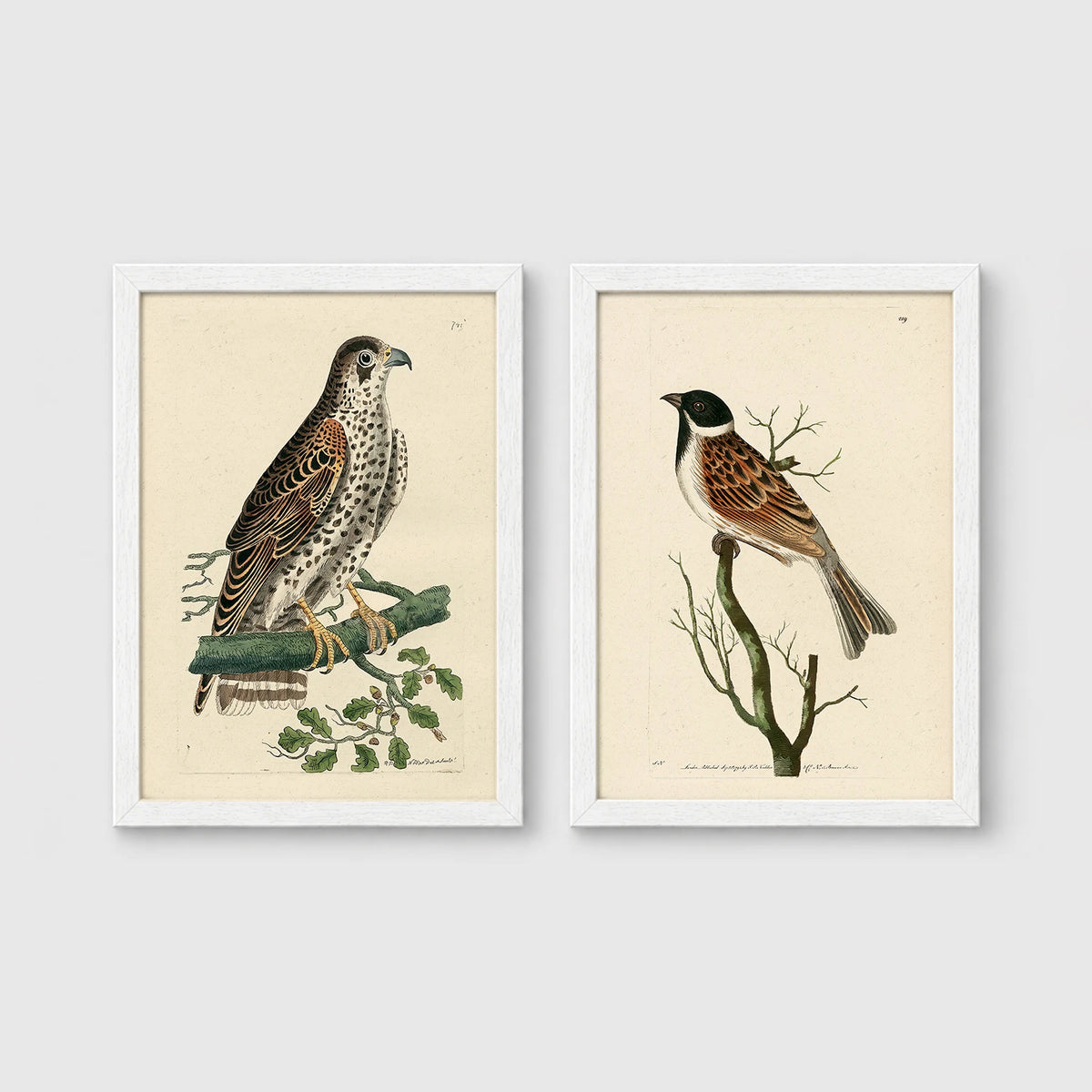 Set of 2 framed prints, antique naturalist bird illustrations: a spotted falcon perched on a branch; and a grossbeak perched on a bare branch — unframed