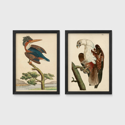 Set of 2 framed prints, antique naturalist bird illustrations (Shaw & Nodder): a crested kingfisher perched on a branch; and a white-headed eagle perched on a branch — unframed