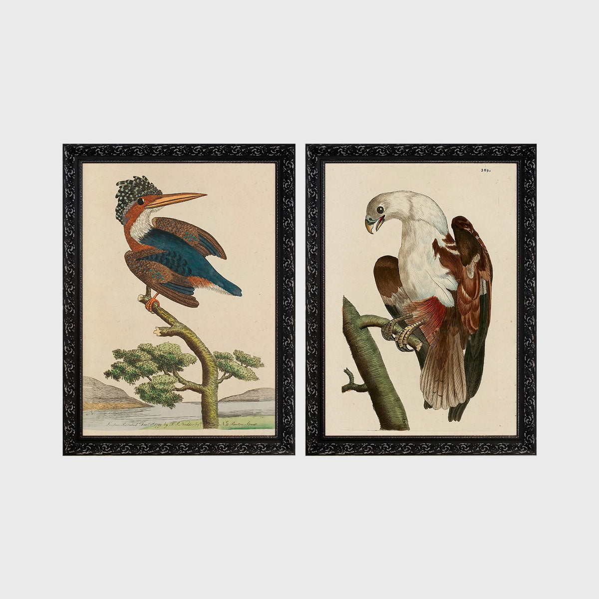 Set of 2 framed prints, antique naturalist bird illustrations (Shaw & Nodder): a crested kingfisher perched on a branch; and a white-headed eagle perched on a branch — unframed