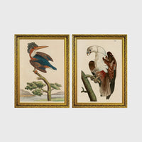 Set of 2 framed prints, antique naturalist bird illustrations (Shaw & Nodder): a crested kingfisher perched on a branch; and a white-headed eagle perched on a branch — unframed