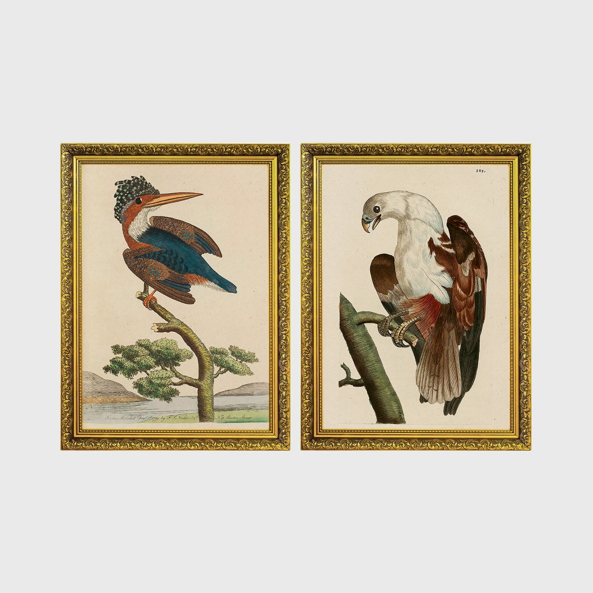 Set of 2 framed prints, antique naturalist bird illustrations (Shaw & Nodder): a crested kingfisher perched on a branch; and a white-headed eagle perched on a branch — unframed