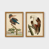 Set of 2 framed prints, antique naturalist bird illustrations (Shaw & Nodder): a crested kingfisher perched on a branch; and a white-headed eagle perched on a branch — unframed