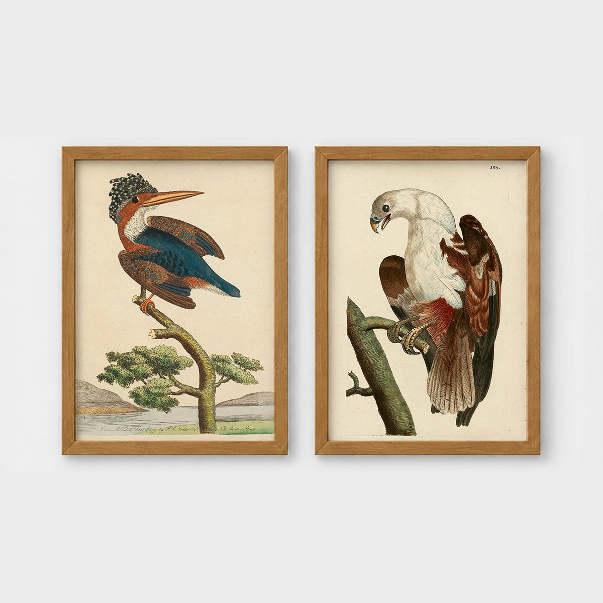 Set of 2 framed prints, antique naturalist bird illustrations (Shaw & Nodder): a crested kingfisher perched on a branch; and a white-headed eagle perched on a branch — unframed