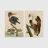 Set of 2 framed prints, antique naturalist bird illustrations (Shaw & Nodder): a crested kingfisher perched on a branch; and a white-headed eagle perched on a branch — unframed