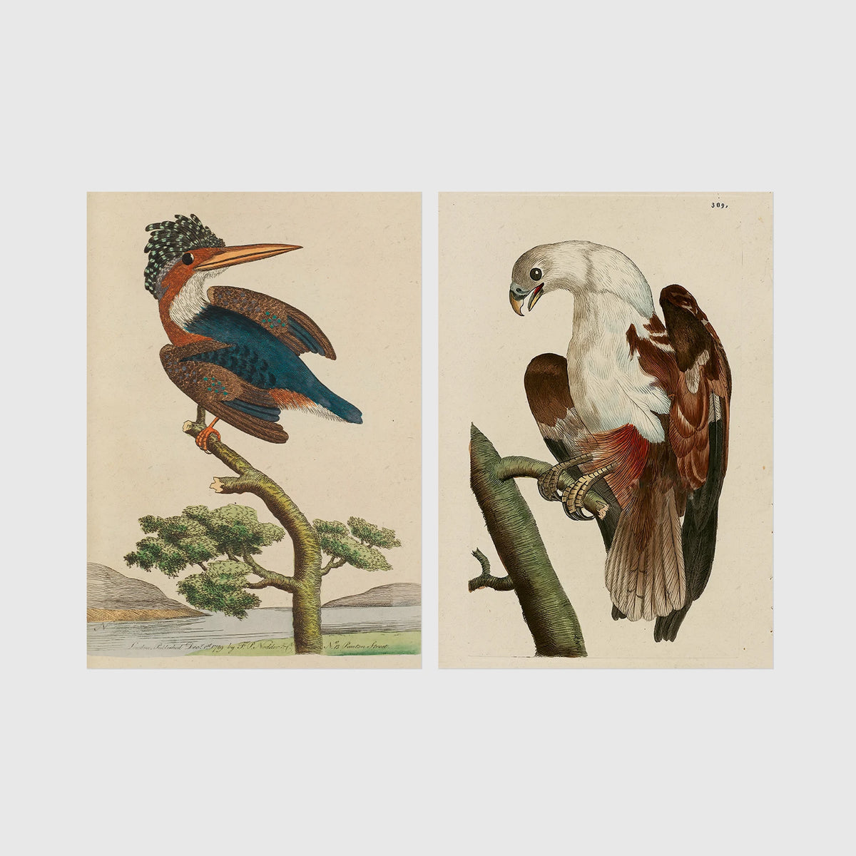 Set of 2 framed prints, antique naturalist bird illustrations (Shaw & Nodder): a crested kingfisher perched on a branch; and a white-headed eagle perched on a branch — unframed