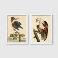 Set of 2 framed prints, antique naturalist bird illustrations (Shaw & Nodder): a crested kingfisher perched on a branch; and a white-headed eagle perched on a branch — unframed