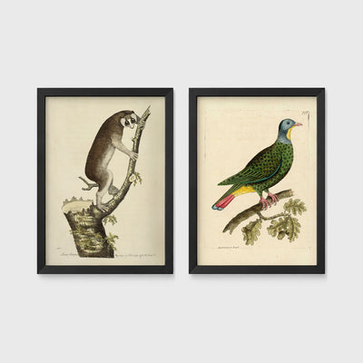 Set of 2 framed prints, antique naturalist illustrations: a lemur climbing a branch; and a green pigeon perched on a branch — unframed