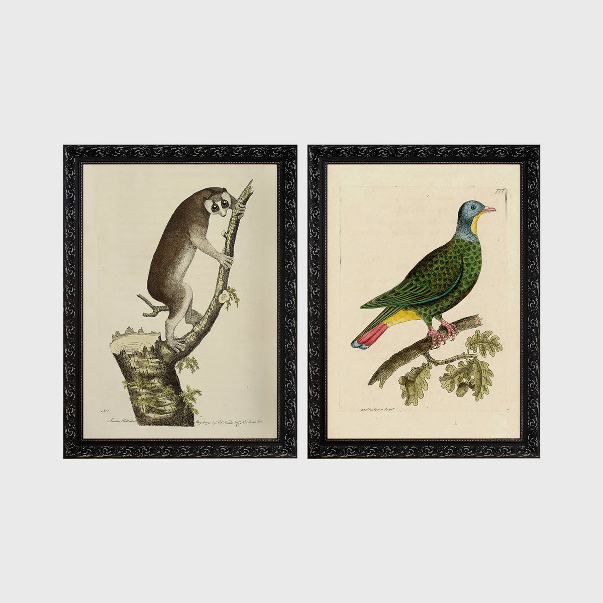 Set of 2 framed prints, antique naturalist illustrations: a lemur climbing a branch; and a green pigeon perched on a branch — unframed