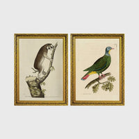Set of 2 framed prints, antique naturalist illustrations: a lemur climbing a branch; and a green pigeon perched on a branch — unframed