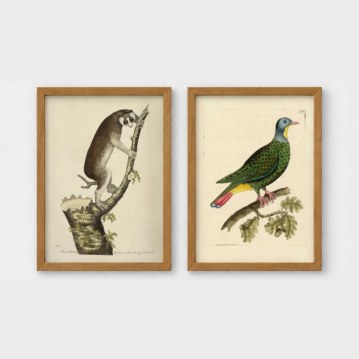 Set of 2 framed prints, antique naturalist illustrations: a lemur climbing a branch; and a green pigeon perched on a branch — unframed