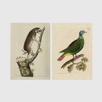 Set of 2 framed prints, antique naturalist illustrations: a lemur climbing a branch; and a green pigeon perched on a branch — unframed
