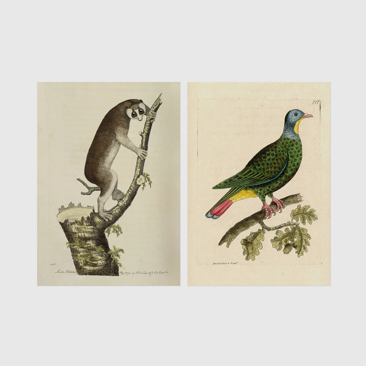 Set of 2 framed prints, antique naturalist illustrations: a lemur climbing a branch; and a green pigeon perched on a branch — unframed