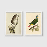 Set of 2 framed prints, antique naturalist illustrations: a lemur climbing a branch; and a green pigeon perched on a branch — unframed