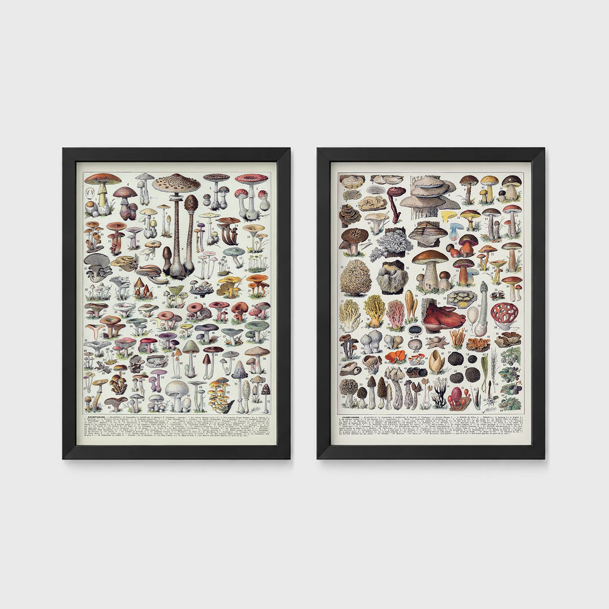 Set of 2 framed prints, antique mushroom identification charts: an antique mushroom identification chart illustration; and a second antique mushroom identification chart illustration — unframed