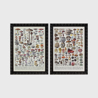 Set of 2 framed prints, antique mushroom identification charts: an antique mushroom identification chart illustration; and a second antique mushroom identification chart illustration — unframed