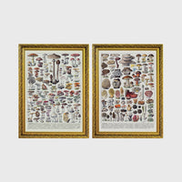Set of 2 framed prints, antique mushroom identification charts: an antique mushroom identification chart illustration; and a second antique mushroom identification chart illustration — unframed