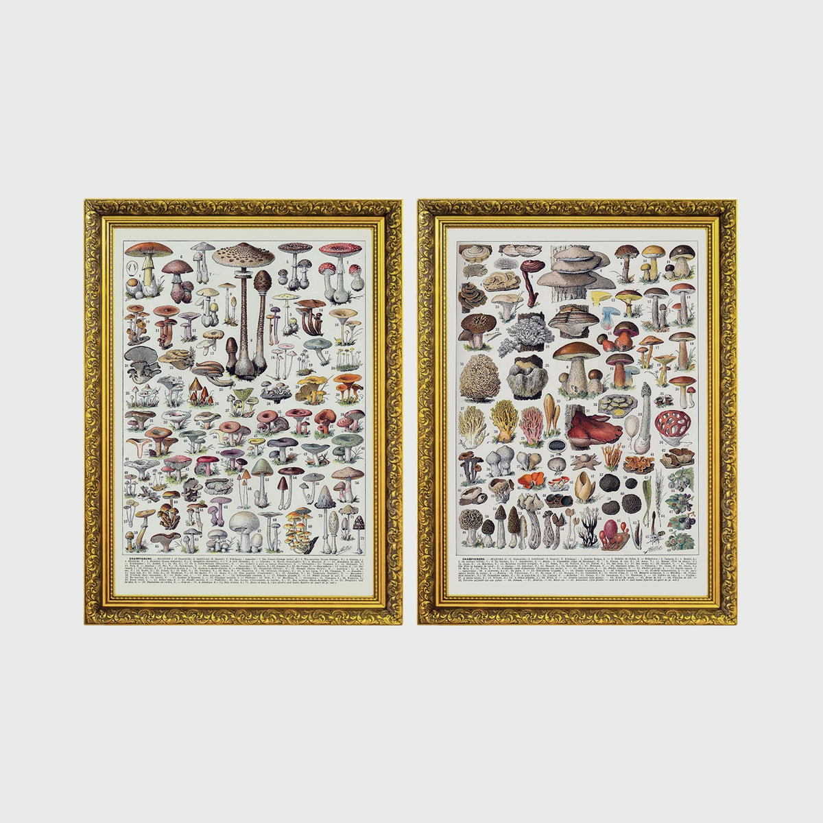 Set of 2 framed prints, antique mushroom identification charts: an antique mushroom identification chart illustration; and a second antique mushroom identification chart illustration — unframed