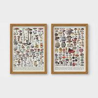 Set of 2 framed prints, antique mushroom identification charts: an antique mushroom identification chart illustration; and a second antique mushroom identification chart illustration — unframed