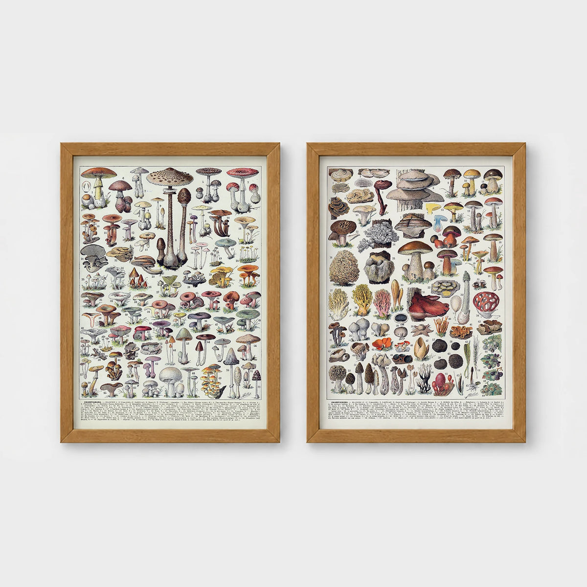 Set of 2 framed prints, antique mushroom identification charts: an antique mushroom identification chart illustration; and a second antique mushroom identification chart illustration — unframed