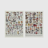 Set of 2 framed prints, antique mushroom identification charts: an antique mushroom identification chart illustration; and a second antique mushroom identification chart illustration — unframed