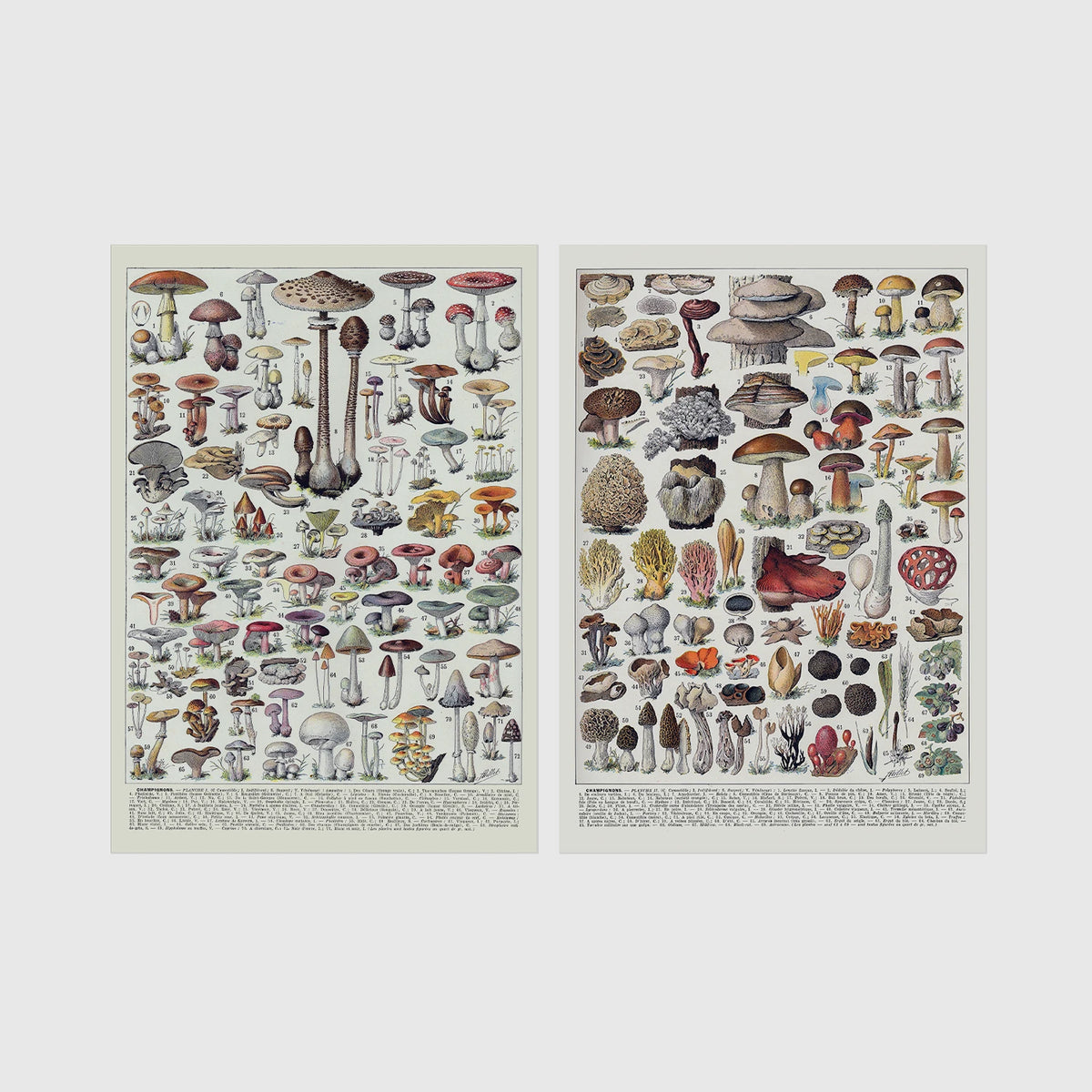 Set of 2 framed prints, antique mushroom identification charts: an antique mushroom identification chart illustration; and a second antique mushroom identification chart illustration — unframed
