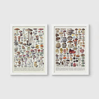 Set of 2 framed prints, antique mushroom identification charts: an antique mushroom identification chart illustration; and a second antique mushroom identification chart illustration — unframed