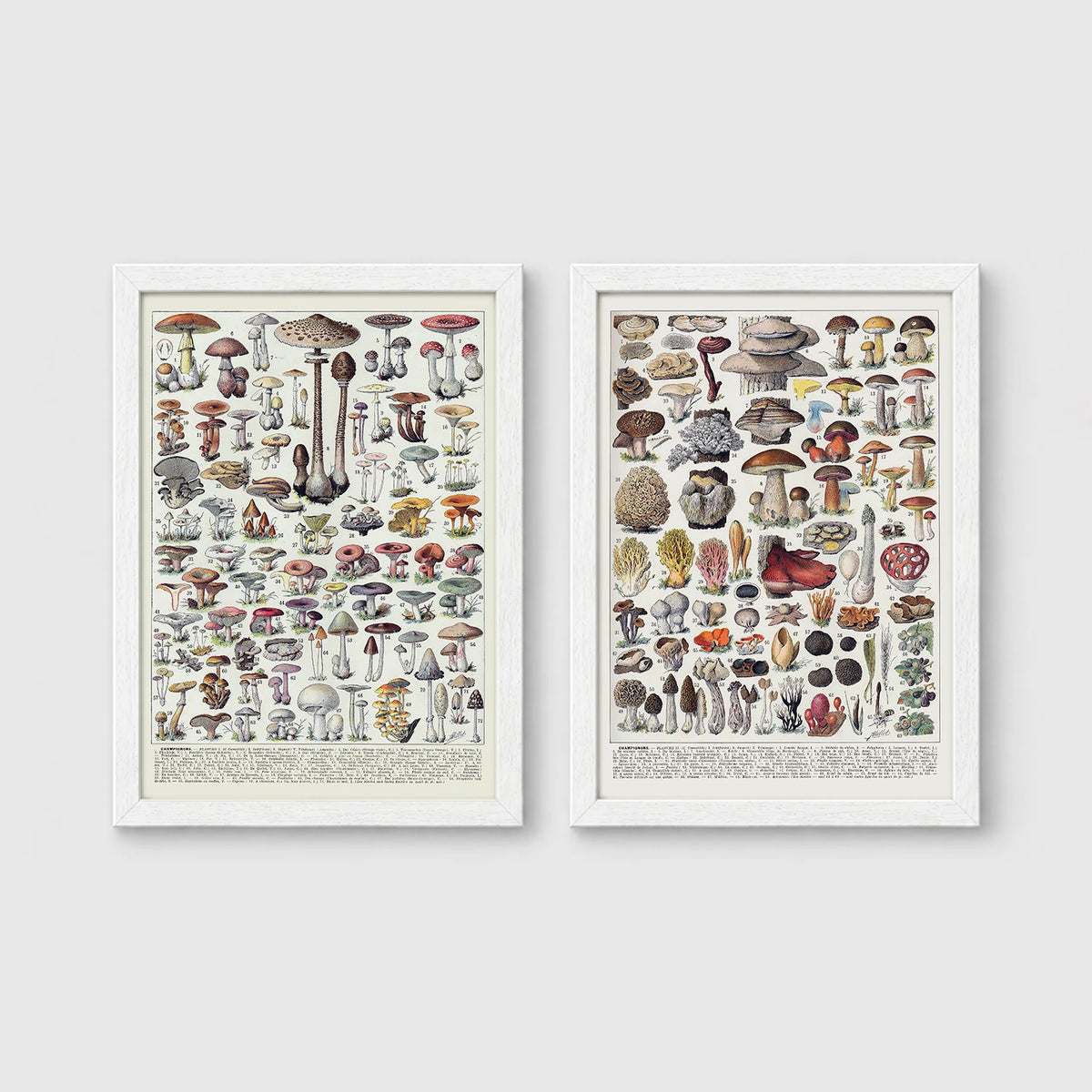 Set of 2 framed prints, antique mushroom identification charts: an antique mushroom identification chart illustration; and a second antique mushroom identification chart illustration — unframed
