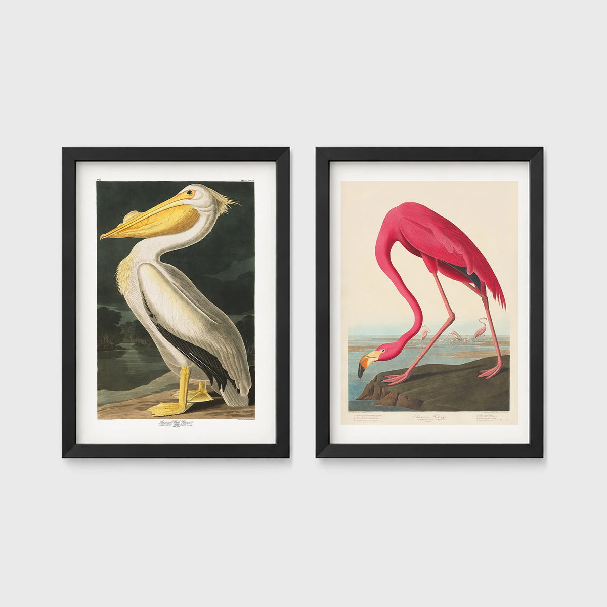 Set of 2 framed prints, Audubon-style vintage bird illustrations: a white pelican; and a flamingo bending to feed — unframed