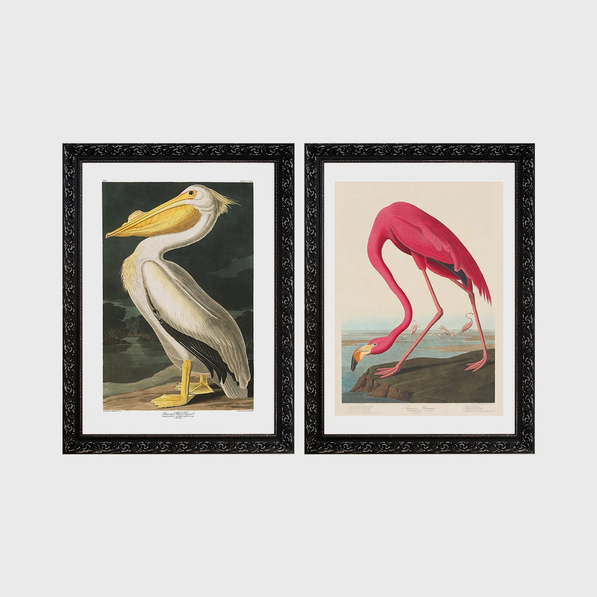 Set of 2 framed prints, Audubon-style vintage bird illustrations: a white pelican; and a flamingo bending to feed — unframed