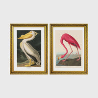 Set of 2 framed prints, Audubon-style vintage bird illustrations: a white pelican; and a flamingo bending to feed — unframed