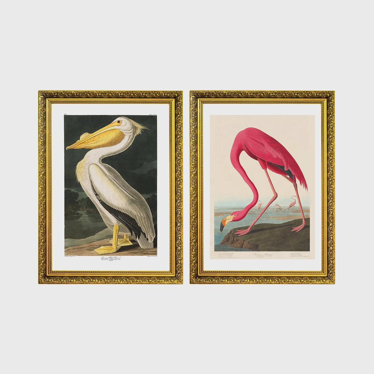 Set of 2 framed prints, Audubon-style vintage bird illustrations: a white pelican; and a flamingo bending to feed — unframed