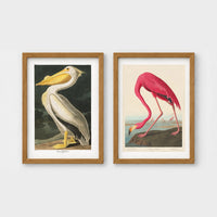 Set of 2 framed prints, Audubon-style vintage bird illustrations: a white pelican; and a flamingo bending to feed — unframed