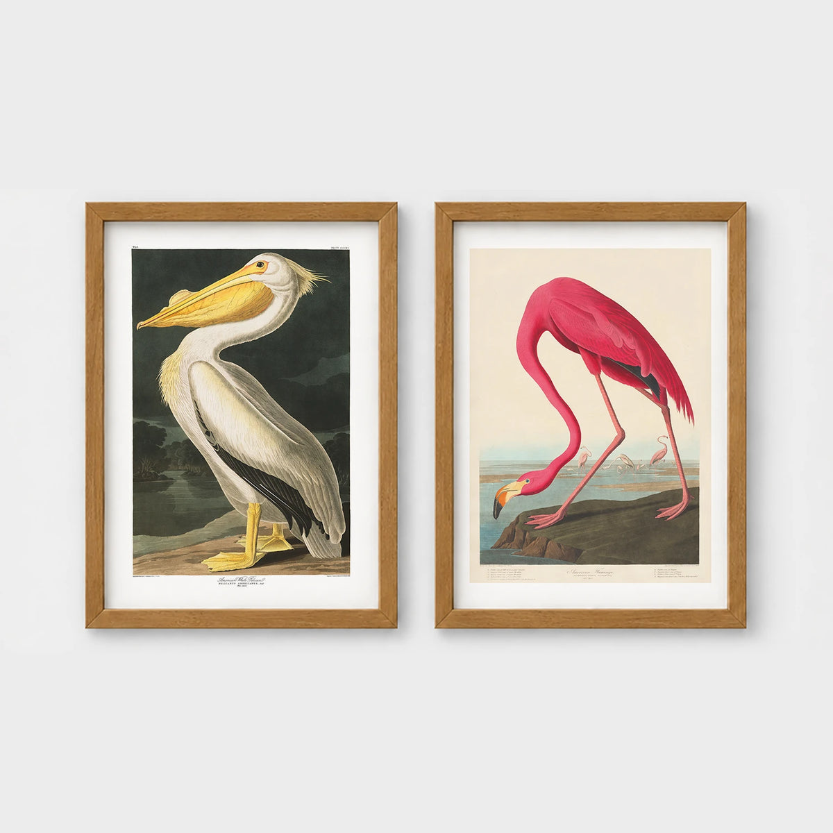 Set of 2 framed prints, Audubon-style vintage bird illustrations: a white pelican; and a flamingo bending to feed — unframed